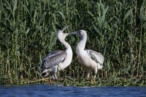 Молодые кудрявые пеликаны (Pelecanus crispus)